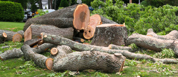 How Our Tree Care Process Works  in  Coushatta, LA