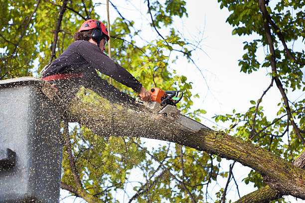 Reliable Coushatta, LA Tree Care Solutions